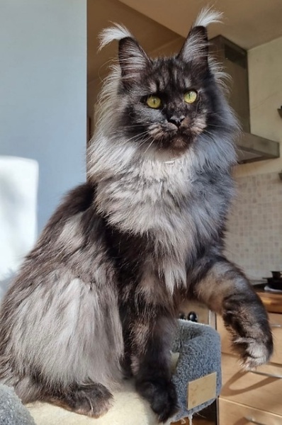 TAHANI the Tempest