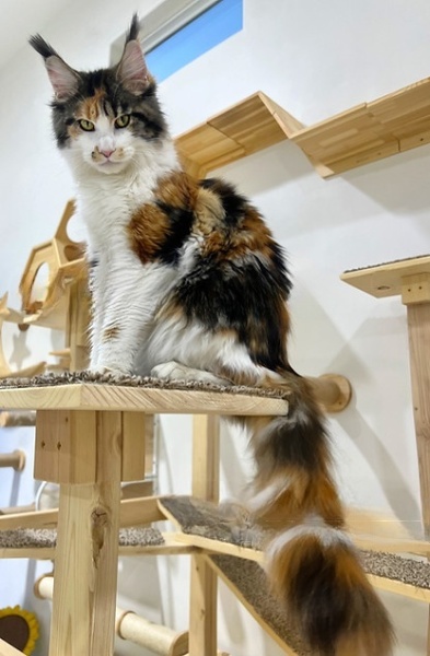OSHA the Gentle