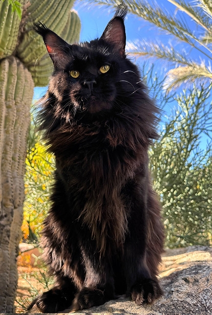 SIRIUS DRAC the Renegade